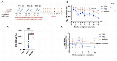 A SARS-CoV-2 RBD vaccine fused to the chemokine MIP-3α elicits sustained murine antibody responses over 12 months and enhanced lung T-cell responses